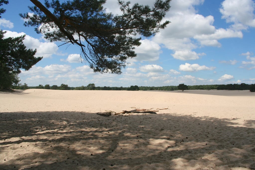 Duinen