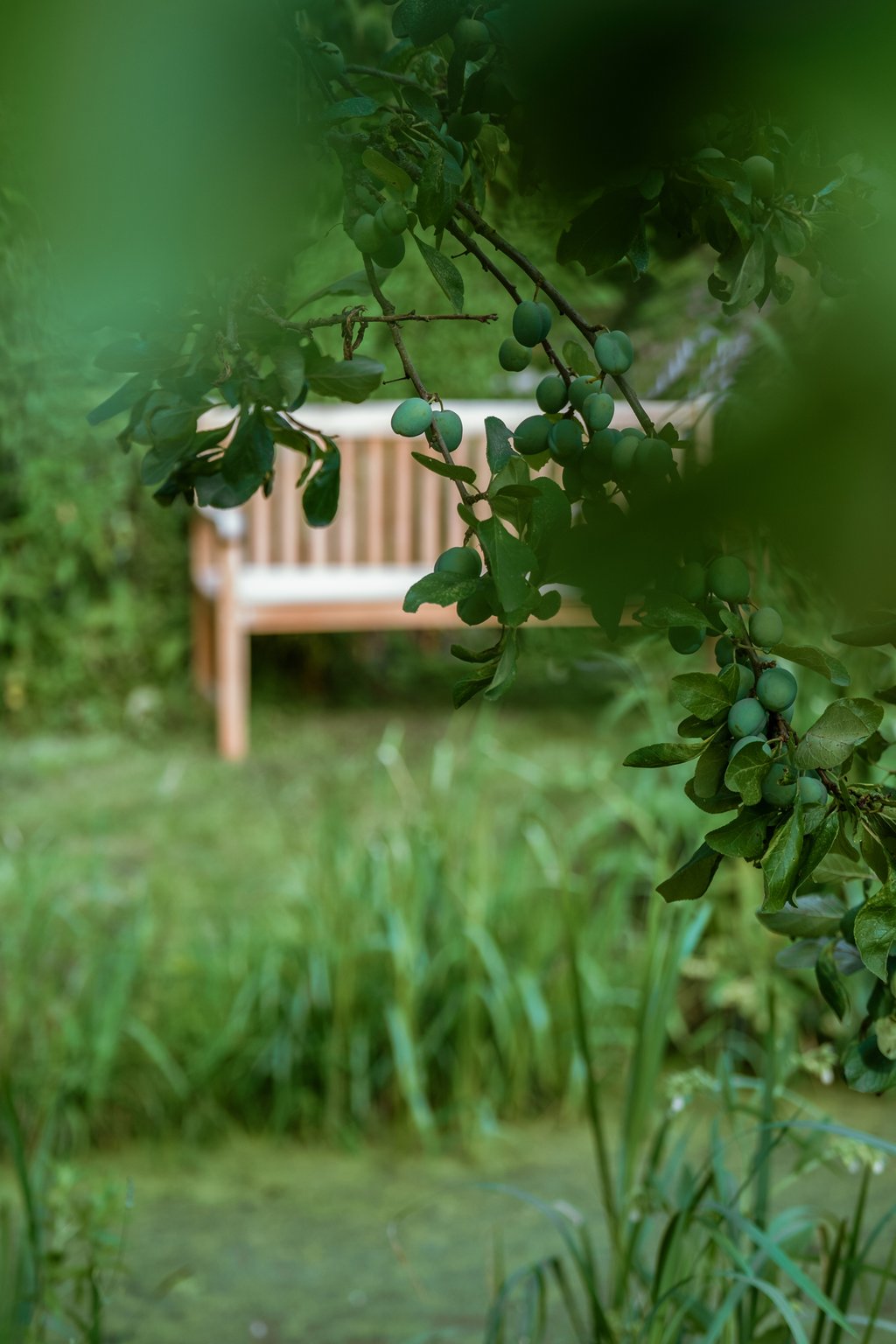 Tuin tuinbankje