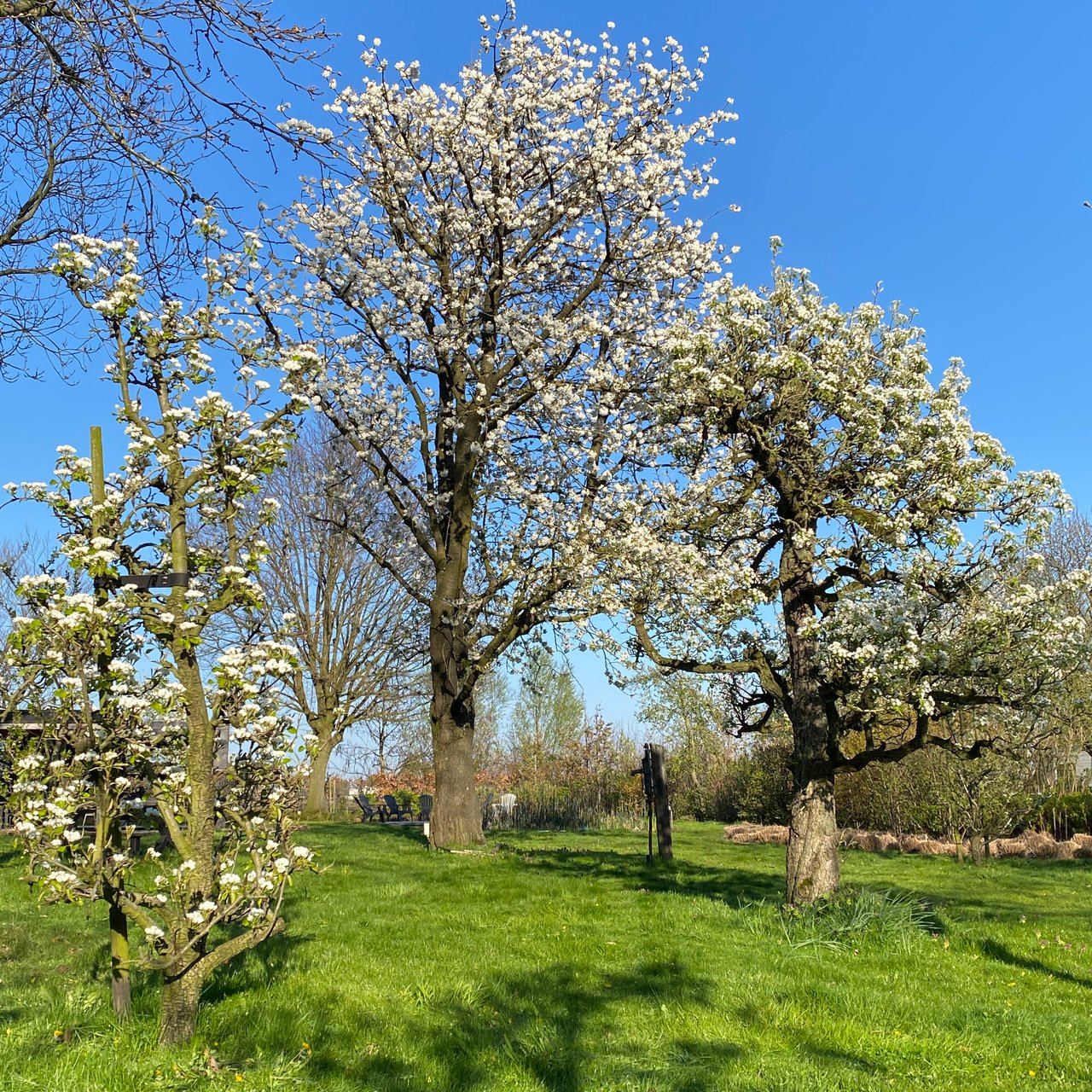 Fruitboomgaard in de lente