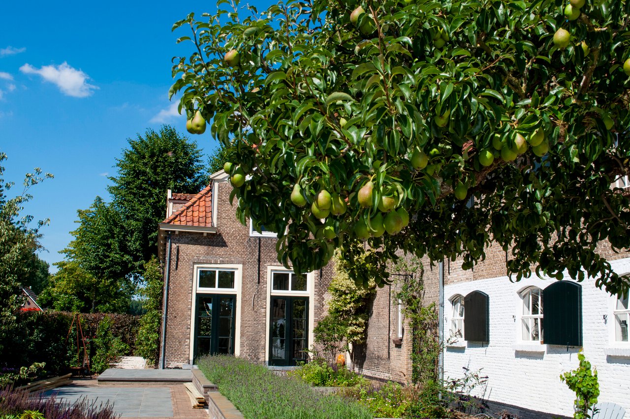 Oude perenboom bij ruimte OOGST op binnenplaats